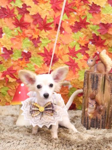 20241127めるちゃん